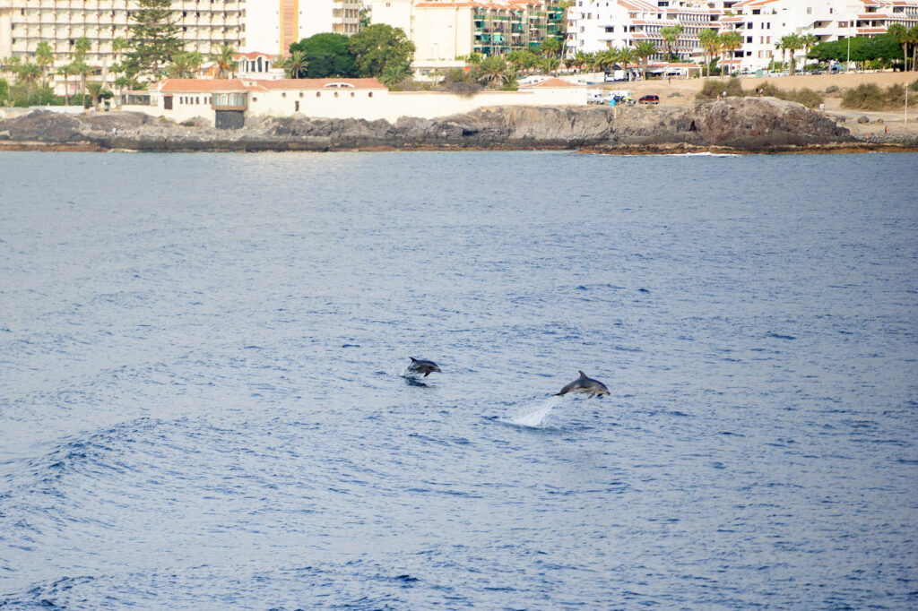 Delfine auf Teneriffa und La Gomera Foto