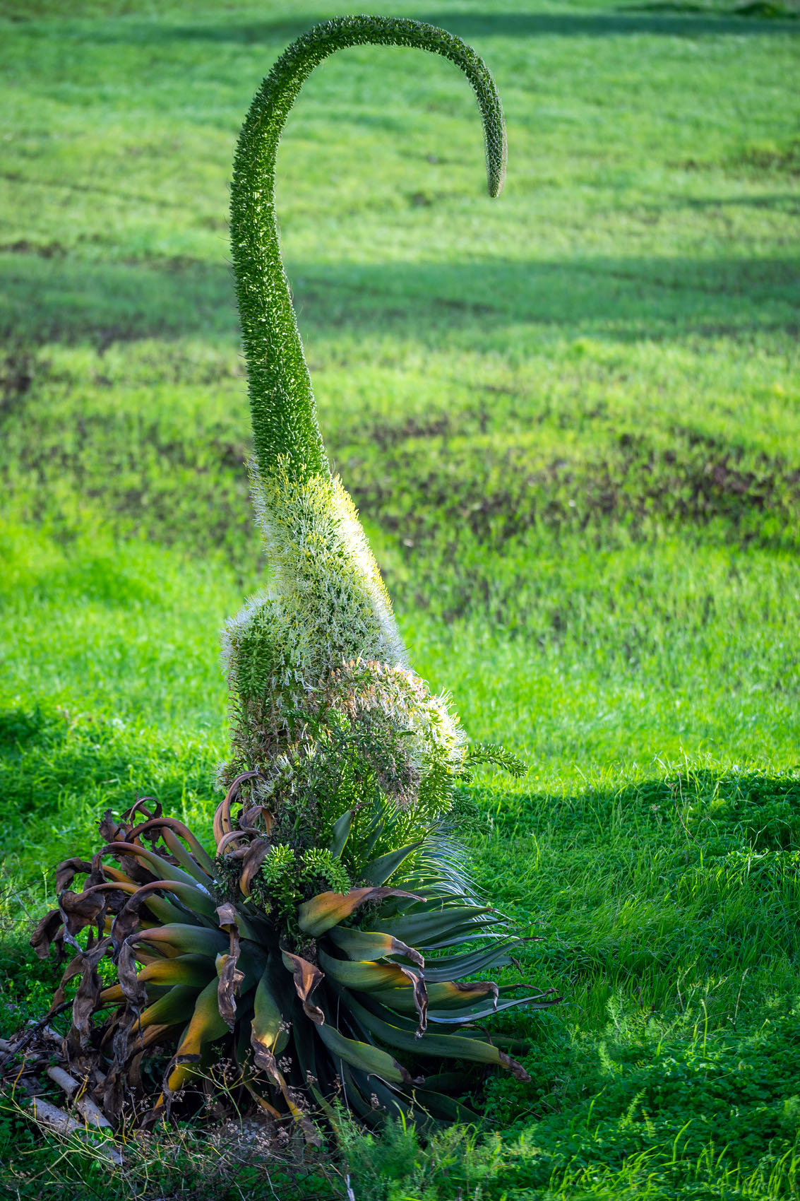 Wundersame Pflanzenwelt auf Teneriffa