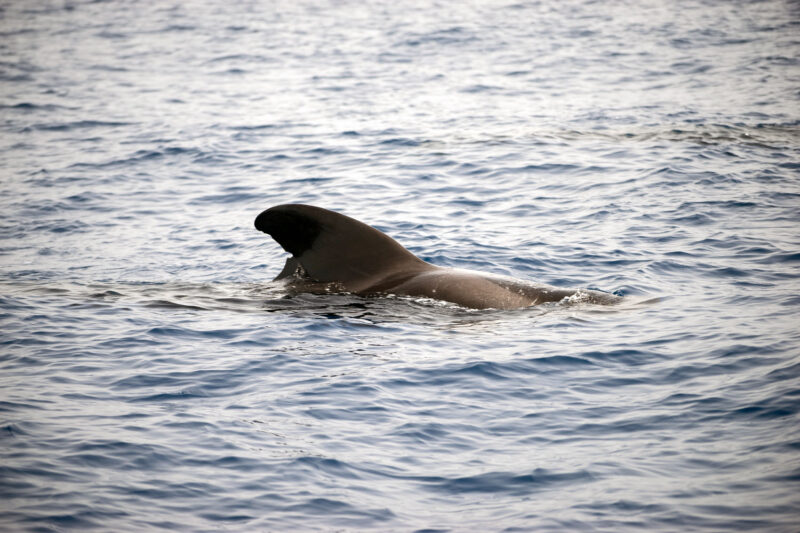 Wale Teneriffa